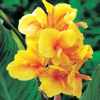 Produktbild von Canna Blüten Knolle Töpfe Garten Kanna Golden Lucifer 1 St.