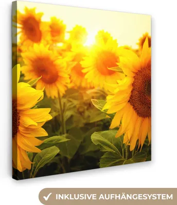 Obrázok produktu pre MuchoWow® - Plátno - Slnečnica - Žltá - Kvety - Slnko, nástenná maľba, nástenné dekorácie obrazy obývacia izba, 50x50cm
