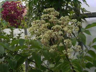 Produktbild von Euodia hupehensis - Bienenweide - Tausenblütenstrauch - Tausendblütenbaum - Honigesche