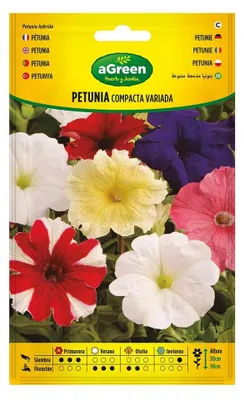 Zdjęcie produktu dla o kompaktowych nasionach petunii 300678bolsh Daccord - Agreen