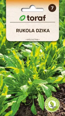 Obrázek produktu pro Divoká rukola, vytrvalá, semena 340 Toraf