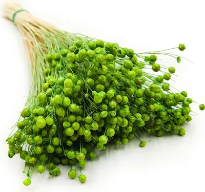 Produktbild von Flachs Getrocknete - (Leinen) - Grün
