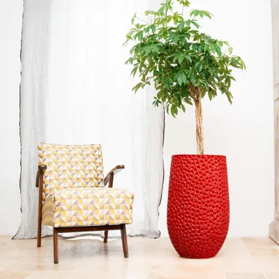 A patterned armchair and a large potted plant in a red textured pot are placed next to a sheer curtain.
