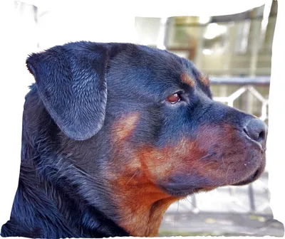 Produktbild von MuchoWow® Zierkissen Sofakissen Wohnzimmer Dekokissen 40x40 cm Seitenansicht des Kopfes eines Rottweilers - Foto Kissen - Schlafzimmer Dekoration