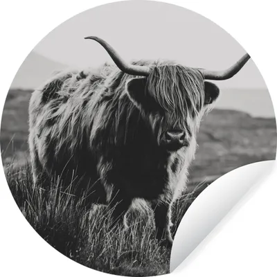 Produktbild von MuchoWow® Runde Wandtattoo - Wandsticker Tapete Aufkleber Schottischer Hochlandbewohner - Natur - Kühe - Tiere - Schwarz und weiß Ø 50 cm Selbstklebend und Repositionierbar - Wandaufkleber - Kreis - Wand Kreis - Wand Bild - Foto Tapete - Selbstklebende - Wohnzimmerdekoration - Wand Dekoration - Kinderzimmer