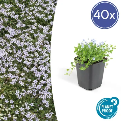 Obrázek produktu pro Půdopokryvná rostlina – Modrý bobík – Isotoma fluviatilis – 9cm květináč – sada 48 rostlin
