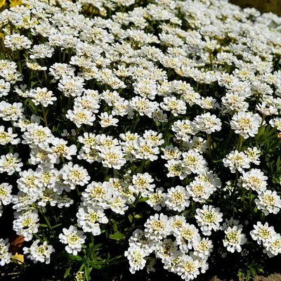 Obrázek produktu pro 6 x Iberis sempervirens 'Fischbeck'  | Květináč 9 cm x 9 cm