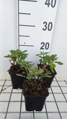 Zdjęcie produktu dla 6 x Salvia sylv. 'Balsalarv' ('blue marvel') - Mech gwiaździsty - doniczka 9 x 9 cm