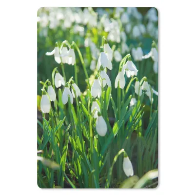 Obrázok produktu pre Podložka pod myš - Pole snežienok - 18x27cm - Rohožka pod myš