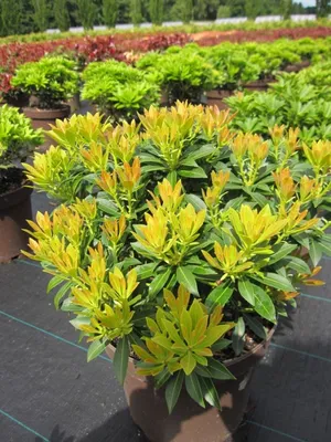 Produktbild von Pieris japonica Purity - Schattenglöckchen Purity - 30-40