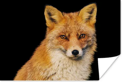 Produktbild von MuchoWow® Poster Fuchs - Rot - Schwarz 120x80 cm - Bilder