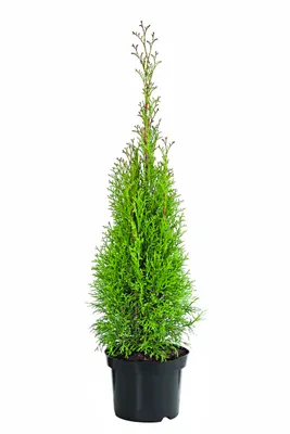 Produktbild von Dehner Lebensbaum Smaragd, Thuja für 31 Meter Hecke, 40-60 cm, 125 x 3 l Topf, Heckenpflanze