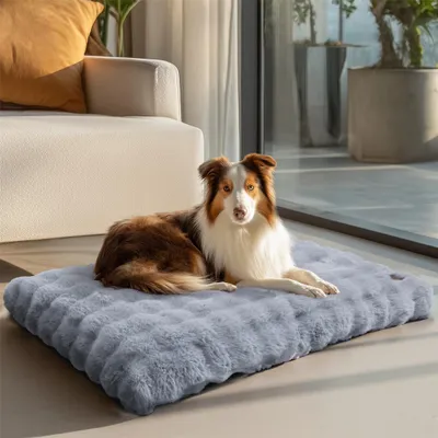 A dog is lying on a gray dog bed in a well-lit room with a sofa and large windows.