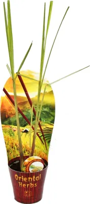 Immagine prodotto di Citronella, Cimbopogon citrato, 12cm Vaso
