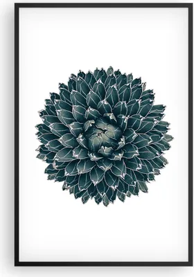 Produktbild von Gerahmtes Poster - Schwarzer Rahmen - Agave Königin Victoria - 61x91,5 cm - Wand Bild - Wanddeko - Wandbilder - Kunstposter - Wandposter - Bilderrahmen - Bilder - Kunstdruck - Wandbild P2BPA61x91-4129