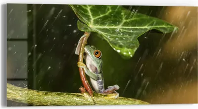 Produktbild von DEQORI Glasbild Echtglas 60x30 cm 'Regenwaldjuwel' Wandbild Bild modern Deko