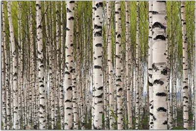Produktbild von Wallario Outdoor-Poster für Garten oder Balkon, Motiv Birkenwald - Baumstämme in schwarz weiß, in ca. 61 x 91,50 cm