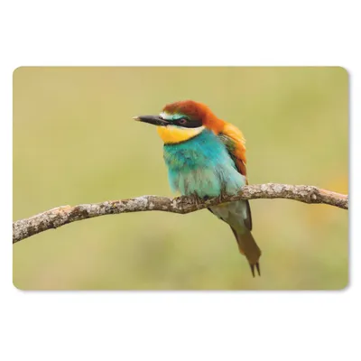Produktbild von MuchoWow® Schreibtischunterlage Vogel - Bienenfresser - Tiere 60x40 cm - XXL Mauspad - Großes Mauspad