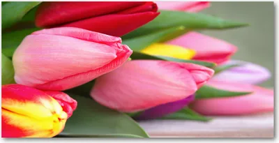 Produktbild von Tulup® Leinwandbild - 140x70 cm - Wandkunst - Drucke auf Leinwand - Leinwanddruck  - Blumen & Pflanzen - Rosa - Bunte Tulpen