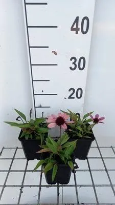 Obrázek produktu pro 6 x Echinacea purp. 'Sensation Pink'® - Echinacea - květináč 9 x 9 cm
