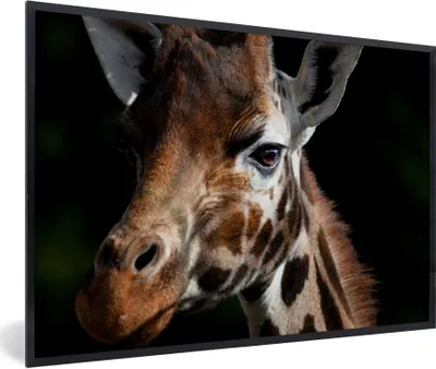 Produktbild von MuchoWow® Gerahmtes Poster Giraffe - Leicht - Schwarz 90x60 cm - Poster mit Schwarzem Bilderrahmen Wandposter Rahmen Foto Bilder - Fotorahmen - Foto-Plakat