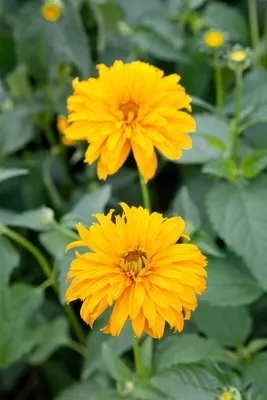 Produktbild von Heliopsis scabra 'Spitzentänzerin', Sonnenauge, gelb, ca. 11x11 cm Topf