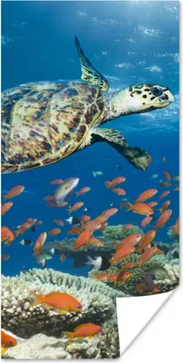 Produktbild von MuchoWow® Poster Korallenriff mit Schildkröte 75x150 cm - Dekoration für die Wände