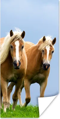 Produktbild von MuchoWow® Poster Pferde - Gras - Luft 40x80 cm - Dekoration