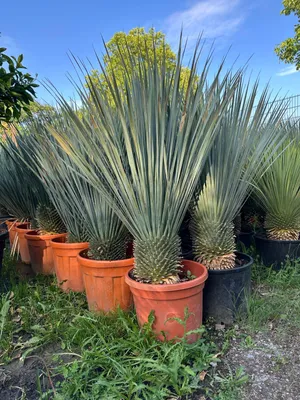 Produktbild von Kübelpflanzen Yucca Rostrata ca.120cm Winterhart bis –19 °C blaue Palmlilie Exotischer Blickfang
