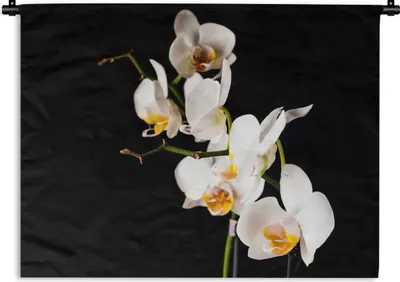 Produktbild von MuchoWow® Wandteppich Wandbehang Orchidee - Blumen - Pflanzen - Botanisch 90x67.5 cm Tapisserie Dekoration Wandtuch - Fototeppich - Wand-Skulpturen