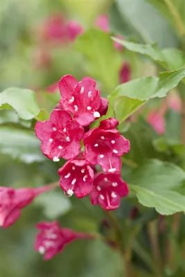 Produktbild von Weigela 'Red Prince', Weigelie, rot, 60–100 cm