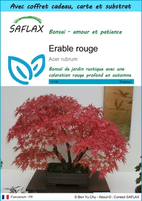 Image de SAFLAX Ensemble-cadeau - Erable rouge - 20 graines - Acer