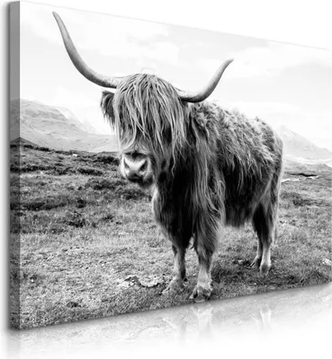 Produktbild von Muralo Leinwandbild Schottisches Hochlandrind KUH Landschaft 3D 70x50 cm Wanddeko für Wohnzimmer