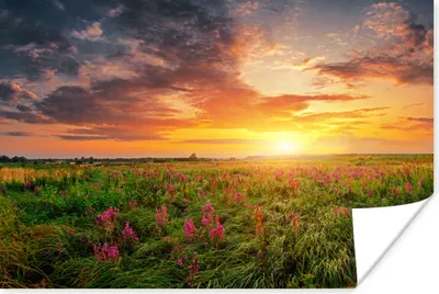 Produktbild von MuchoWow® Poster Blumen - Sonnenuntergang - Frühling 30x20 cm - Plakate - Print