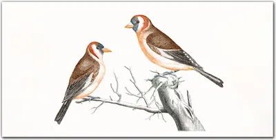 Produktbild von Coloray Küchenrückwand 100x50 Spritzschutz aus Glas - Tier Vogel Zweig