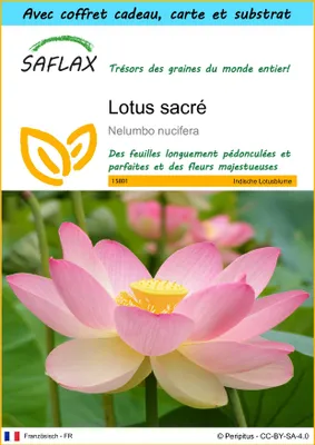 Image de SAFLAX Ensemble-cadeau - Lotus sacré - 8 graines - Nelumbo