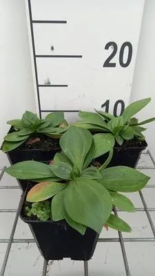 Immagine prodotto di 6 x Gentiana lutea - Genziana - Vaso 9 x 9 cm