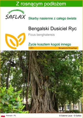 Zdjęcie produktu dla SAFLAX - Bengalski Dusiciel Ryc - 20 Nasiona - Z podłożem uprawowym wolnym od zarazków - Ficus benghalensis