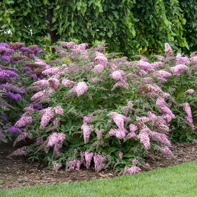 Obrázek produktu pro Buddleja davi. ''Růžová kaskáda'' 25-30 cm Motýlí šeřík Letní šeřík - šeřík ostruhatý
