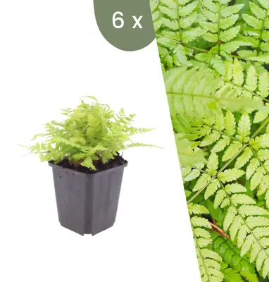 Produktbild von Plants by Frank | 6 Gewöhnlicher Wurmfarn Pflanzen | Dryopteris Filix-mas | Farne | Winterhart | Schattenpflanzen | Gartenpflanzen