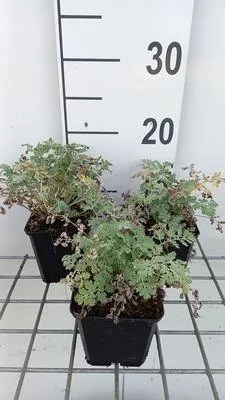 Image de 6 x Tanacetum niveum 'Jackpot' - Marguerite - pot 9 x 9 cm