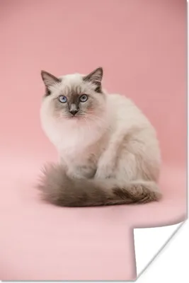 Produktbild von MuchoWow® Poster Weiße Perserkatze mit blauen Augen 40x60 cm - Plakate für die Wand - Poster Babyzimmer