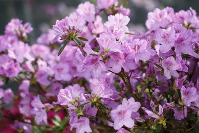 Produktbild von Rhododendron obtusum 'Ledikanense', Azalee, lila, 15–20 cm