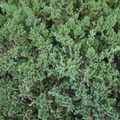 Produktbild von Set mit 4 Kriechwacholdern (Juniperus procumbens 'Nana') – Höhe 15 cm – Topfgröße 9 cm