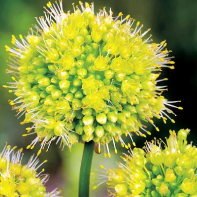 Produktbild von Blumenzwiebeln Zwiebeln Zierlauch Allium Obliquum Yellow 1 St.