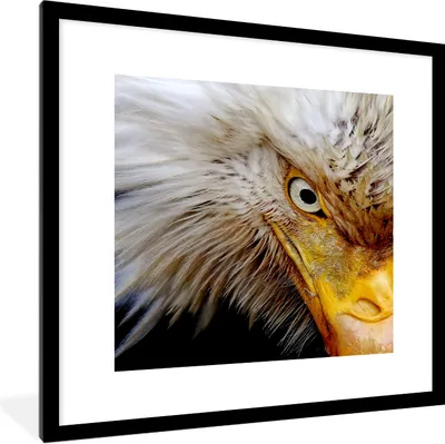 Produktbild von MuchoWow® Gerahmtes Poster Vogel - Auge - Schnabel 40x40 cm - Poster mit Schwarzem Bilderrahmen Wandposter Rahmen Foto Bilder - Poster - Plakat im Rahmen