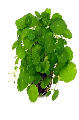 Produktbild von Wasserpflanze Hydrocotyle verticillata