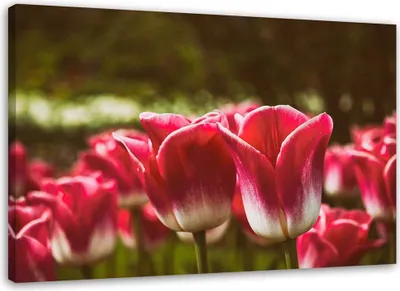 Produktbild von Leinwandbild blühende tulpen 120x80 cm Feeby rosa wandbild bereit zum aufhängen