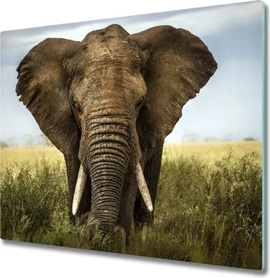 Produktbild von Glas Herdabdeckplatte 60x52 cm Spritzschutz Glasabdeckplatte Schneidebrett Elefant Savanne