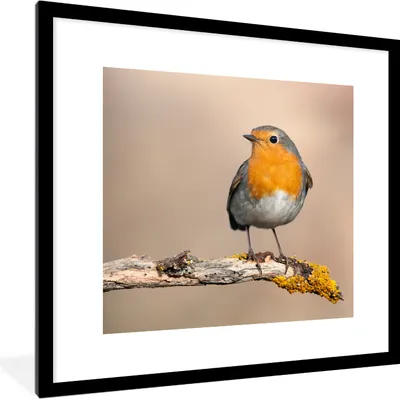 Produktbild von MuchoWow® Gerahmtes Poster Rotkehlchen - Vogel - Zweig - Tiere 40x40 cm - Poster mit Schwarzem Bilderrahmen Wandposter Rahmen Foto Bilder - Poster - Plakat im Rahmen